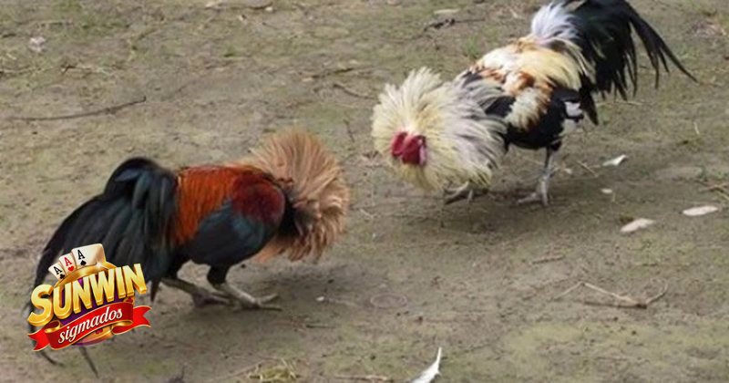Đá Gà Sunwin - Khái niệm về đá gà trực tuyến Đá Gà Sunwin - Khái niệm về đá gà trực tuyến
