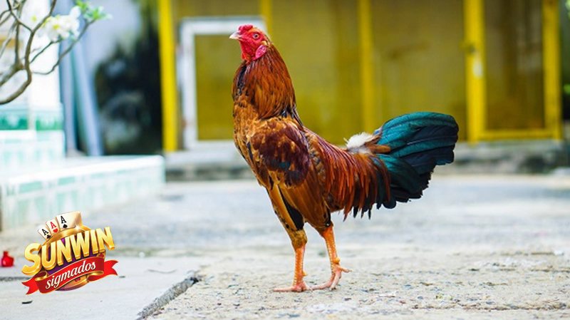 Đá Gà Online - Bảng thông tin cần nắm